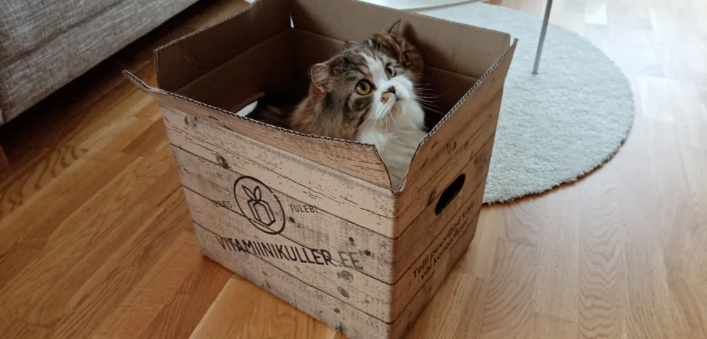 Cats in a box